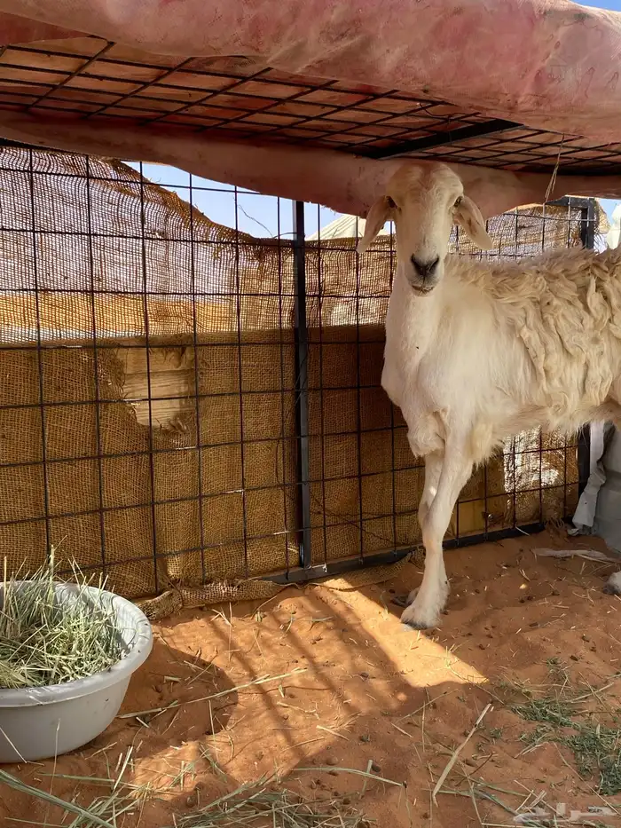 للبيع شاه حريه سديس جرمها طيب بس ناقصها علف 0