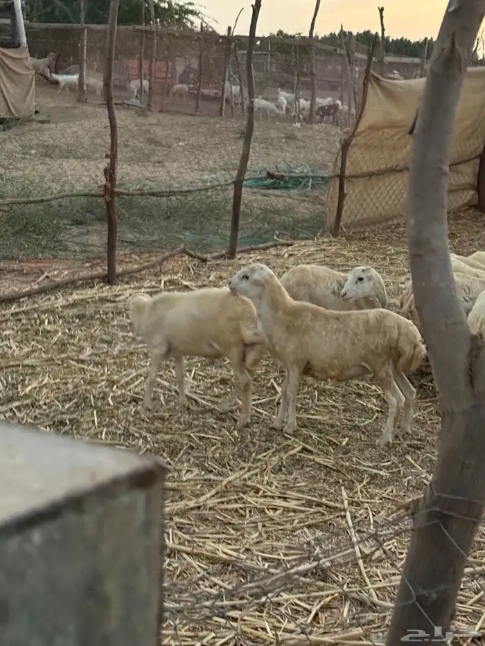 خرفان يمنية للبيع 4