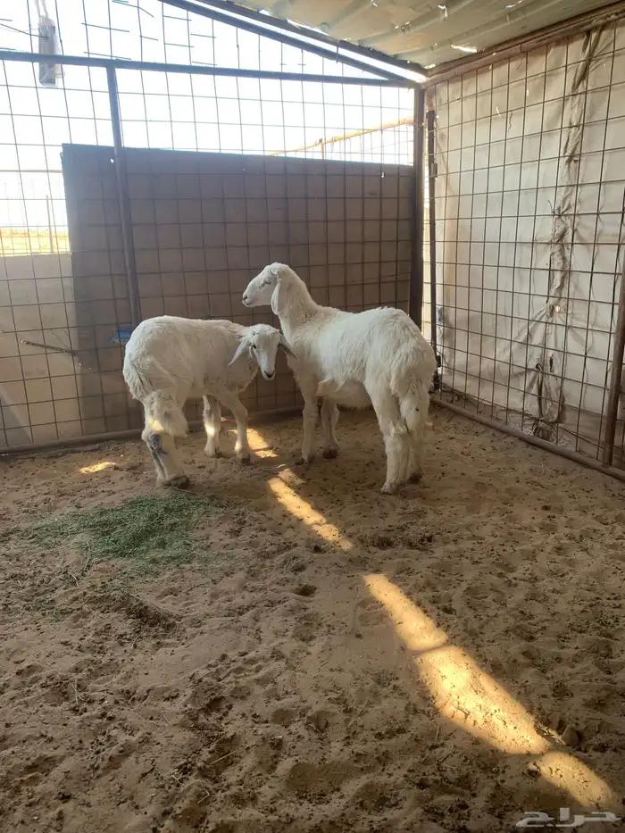 للبيع خروف او رخل 1