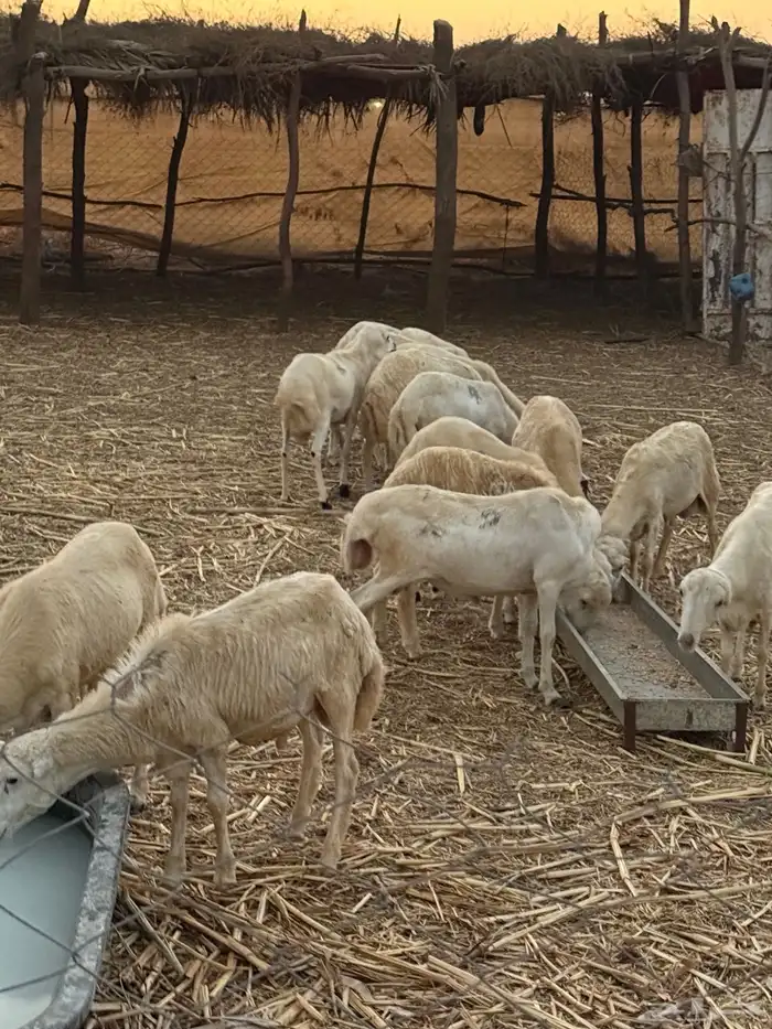 خرفان يمنية للبيع 6