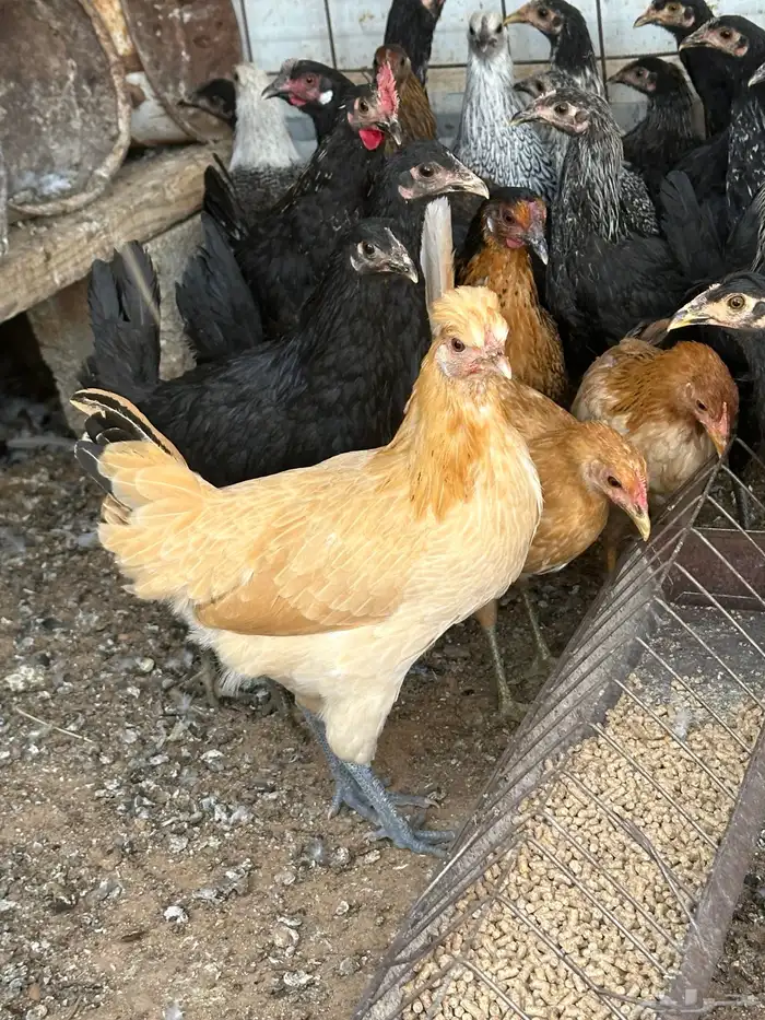 دجاج بشاير 5