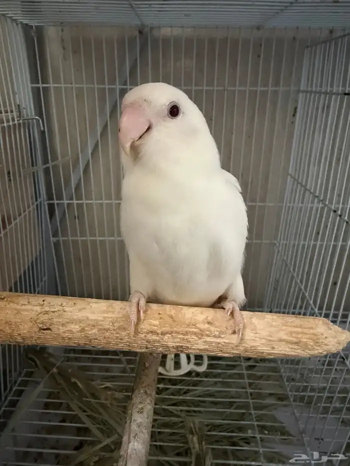 روز ألبينو زوج   منتج سابق 0