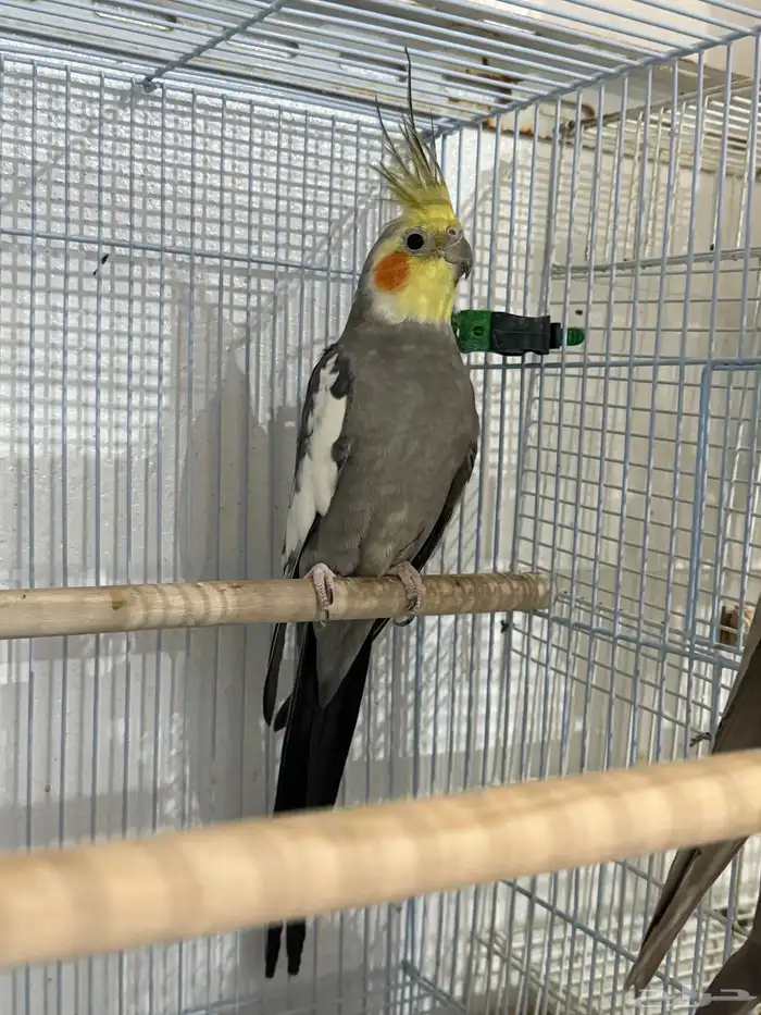 للبيع 4 اجواز كروان منتجات .. 11