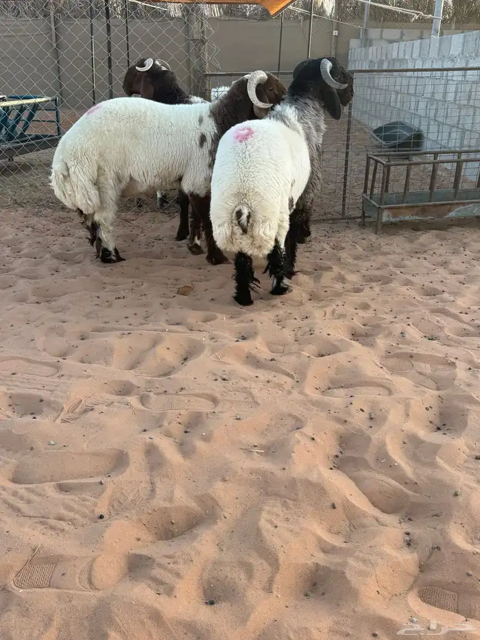 مشاريع فحول طيبه وصنف 5