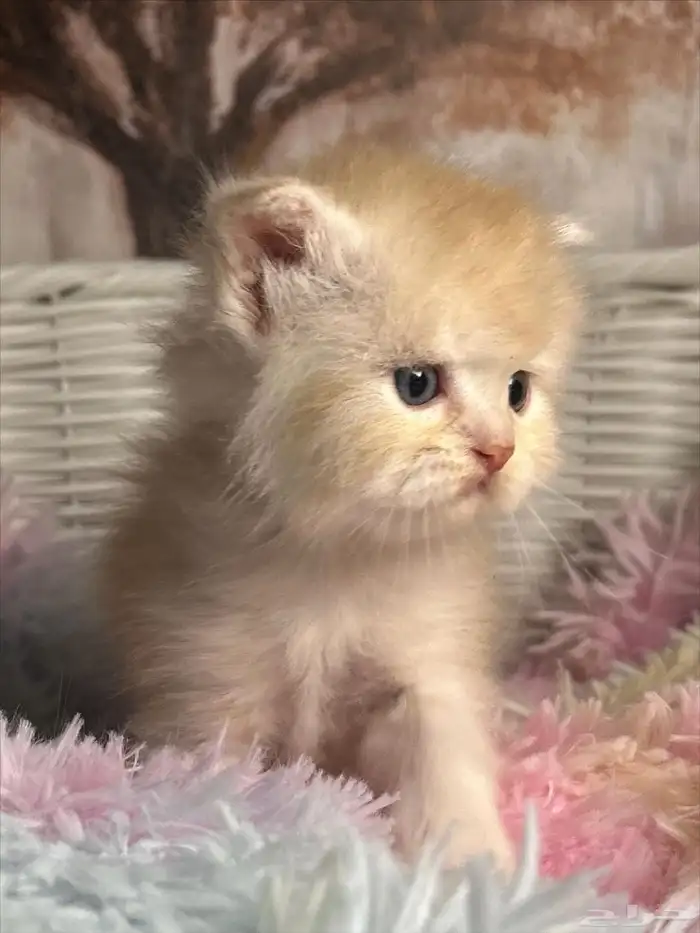 كيتن سكوتش للبيع 1