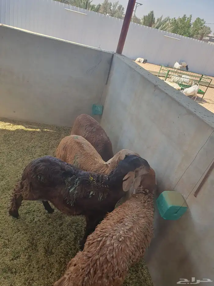 للبيع سواكن وتيوس 2