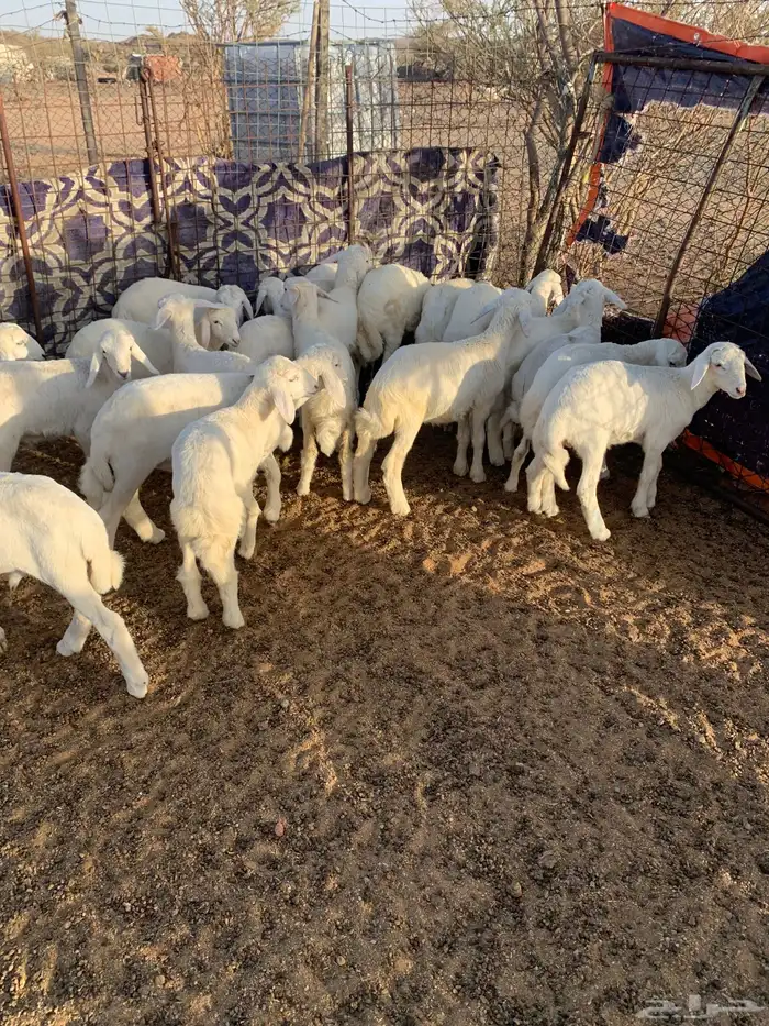 بهم تربيه للبيع 2