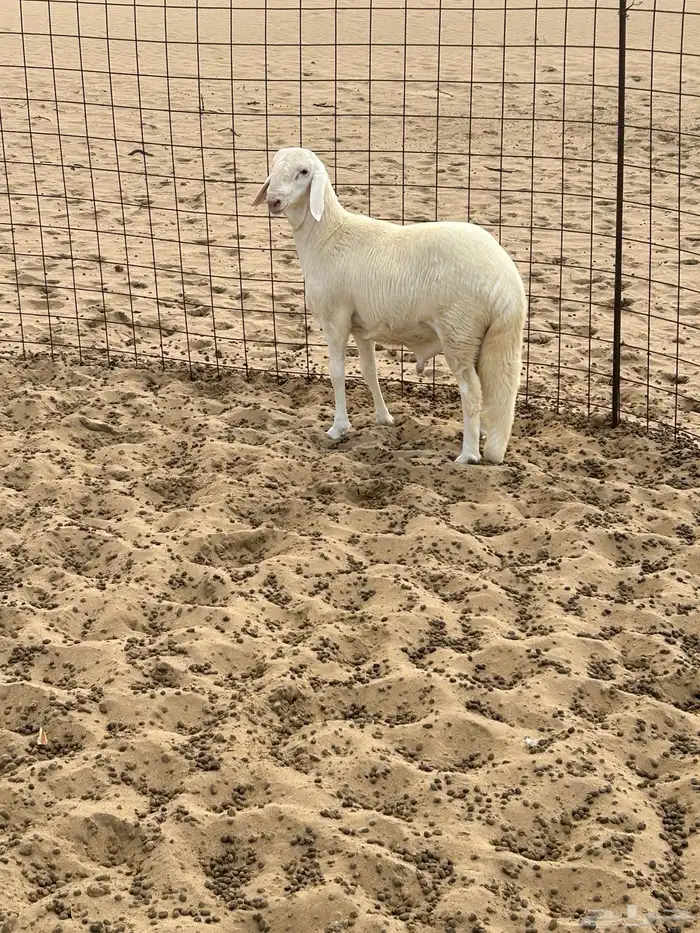 سواكني مشروع فحل ابرص 1