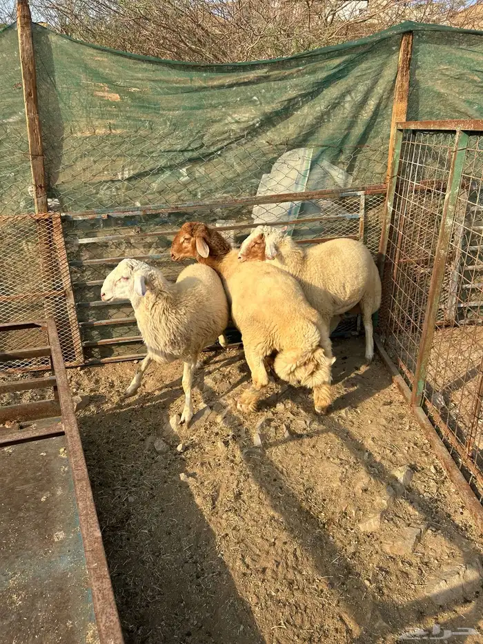 طليان ذبائح فاخره منسبات 2