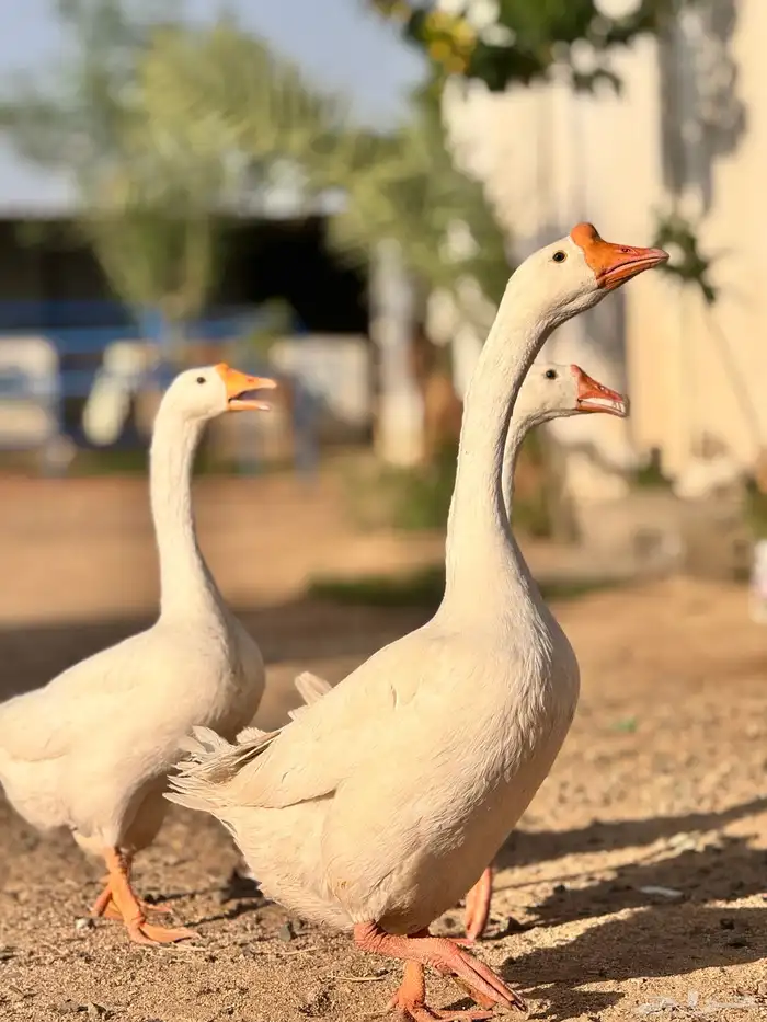 طقم وز بلغاري 3