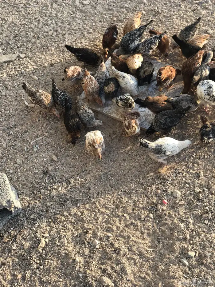 فراريج كفوو 0