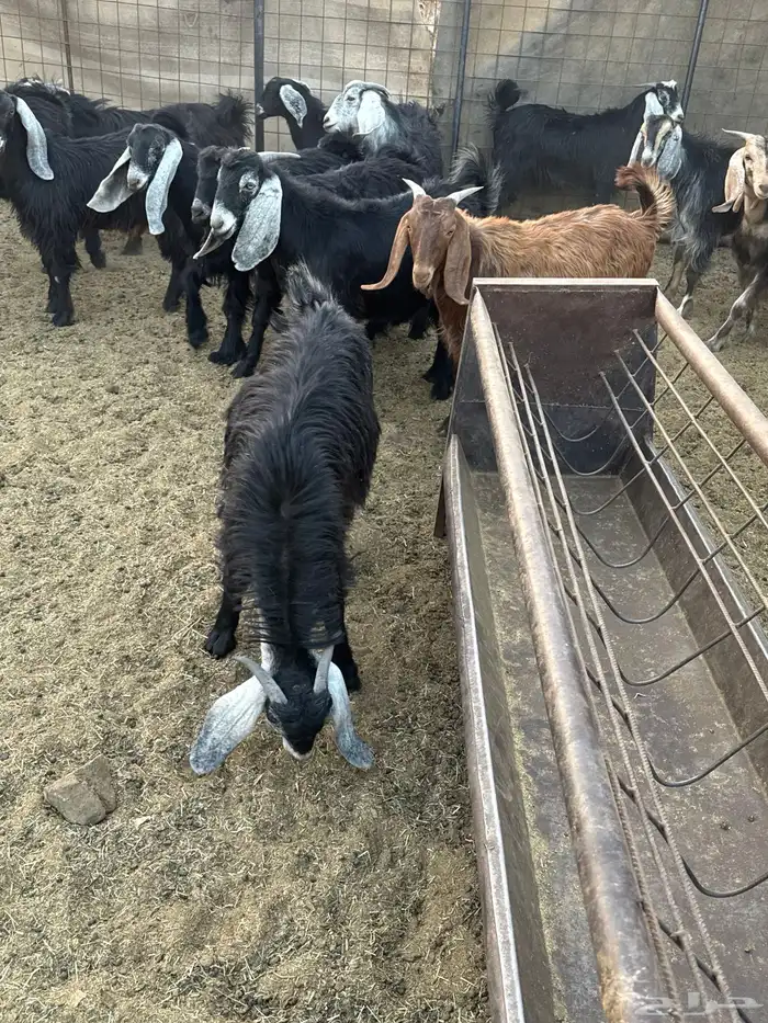 تيوس مخاصي للبيع .. 16