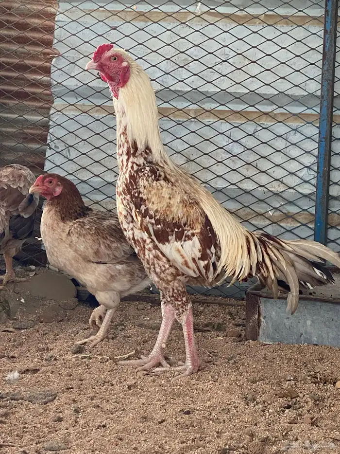 ديك يلقح حار النوع سندي 0