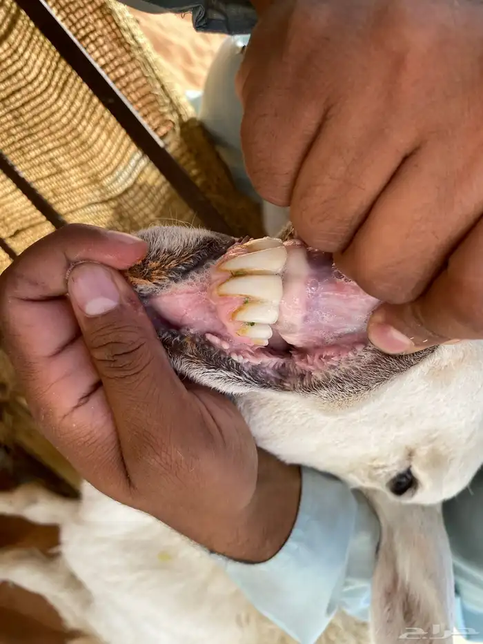 للبيع شاه حريه سديس جرمها طيب بس ناقصها علف 4