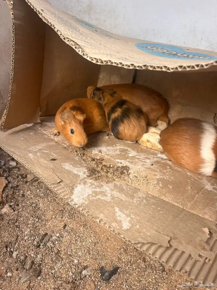 وبران بلدي للبيع 2