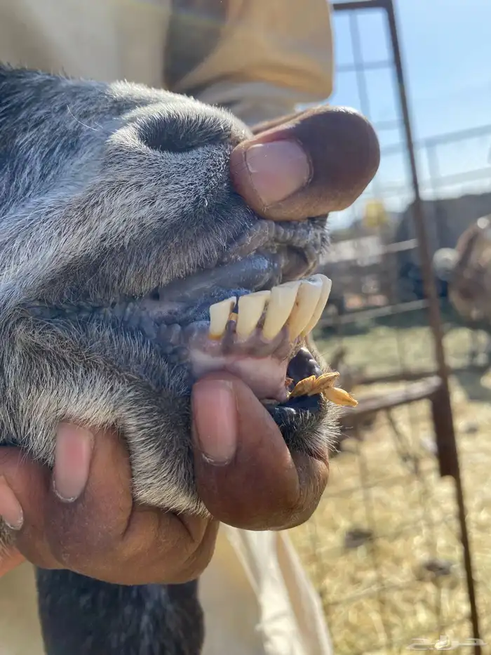 معزا مصريات صنف شهب دفيع ومضاريع شرط 27