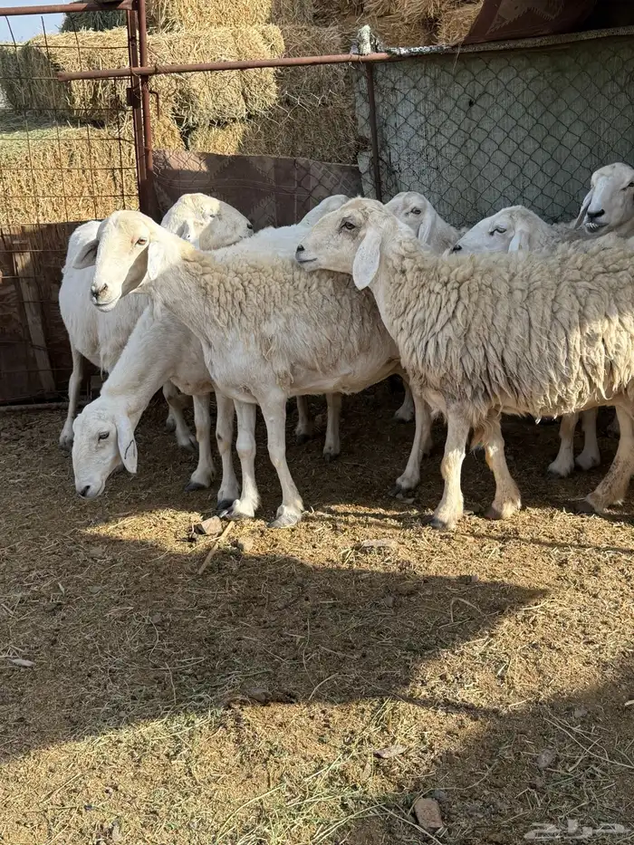 ضان مراح للبيع 5