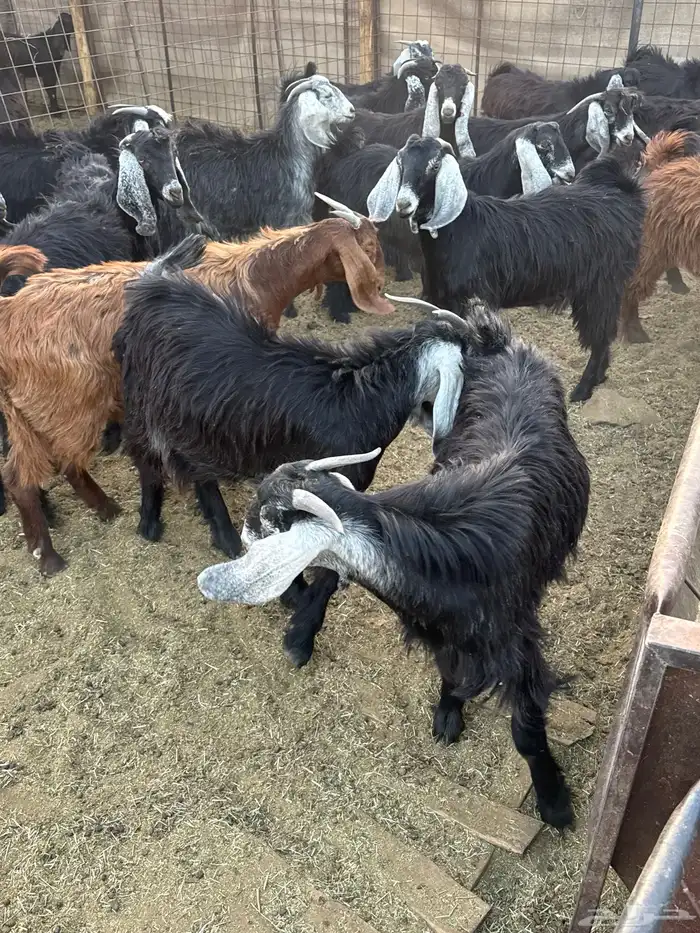 تيوس مخاصي للبيع .. 12