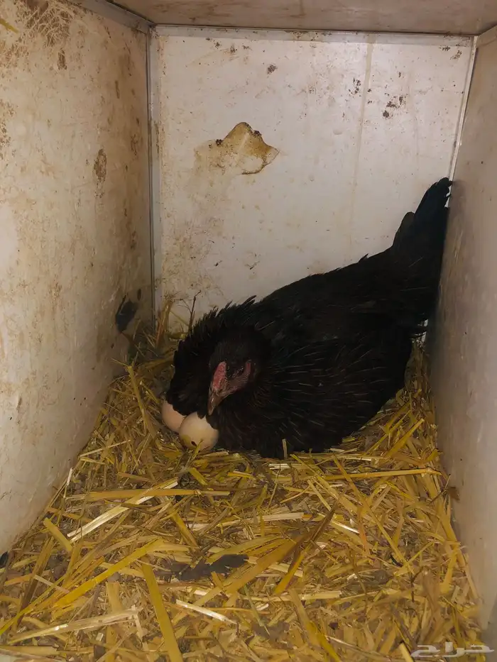 اعرض لكم دجاجه باكستانيه راجنه علا البيض 0