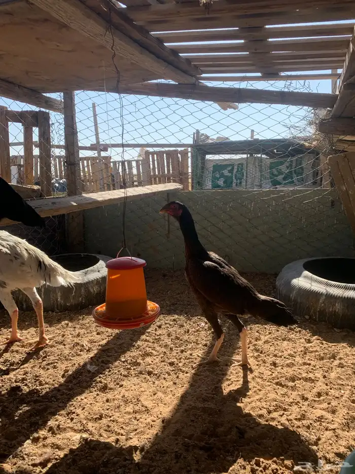 للبيع دجاج باكستاني العدد 27 دجاج مع اديك عددهم 8 13