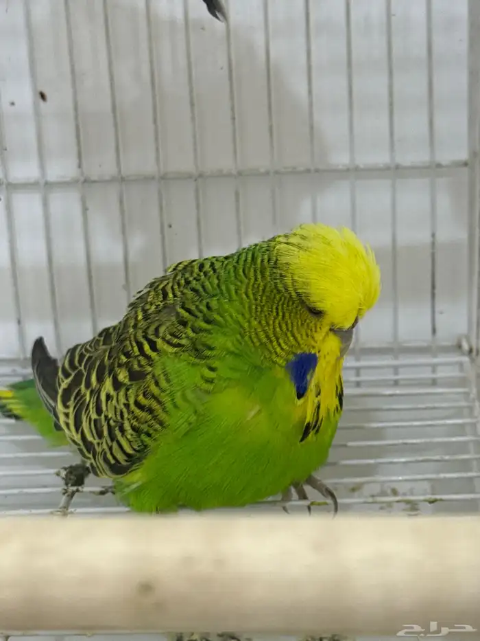 للبيع زوج انجليزي مستوي معاه بيض مخصب 4