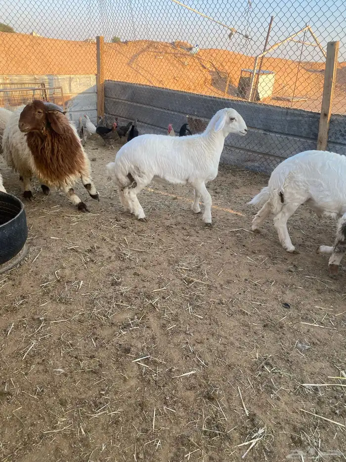 ذبايح طيبه نعيمي وحري 9