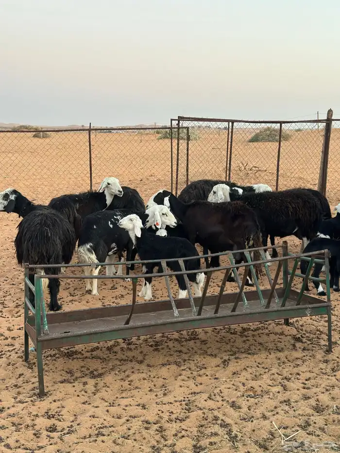 غنم نجد مراح 3