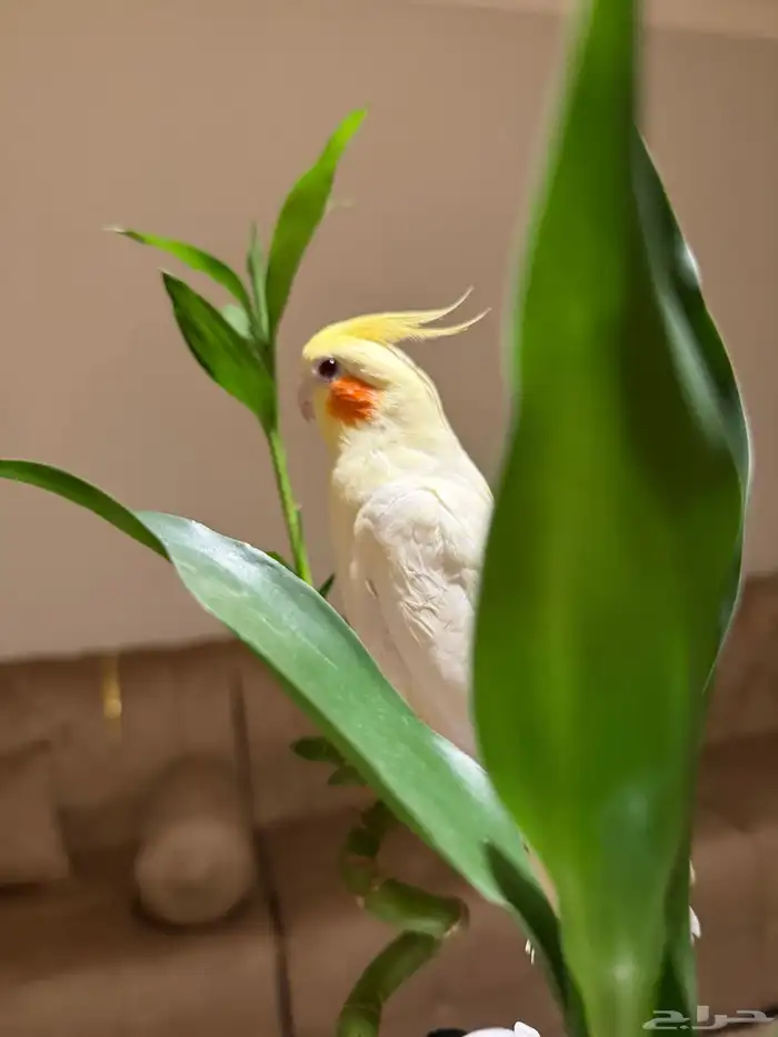 عرض لكم كروان لاتينو متكلم اليف مع الكبير والصغير 5