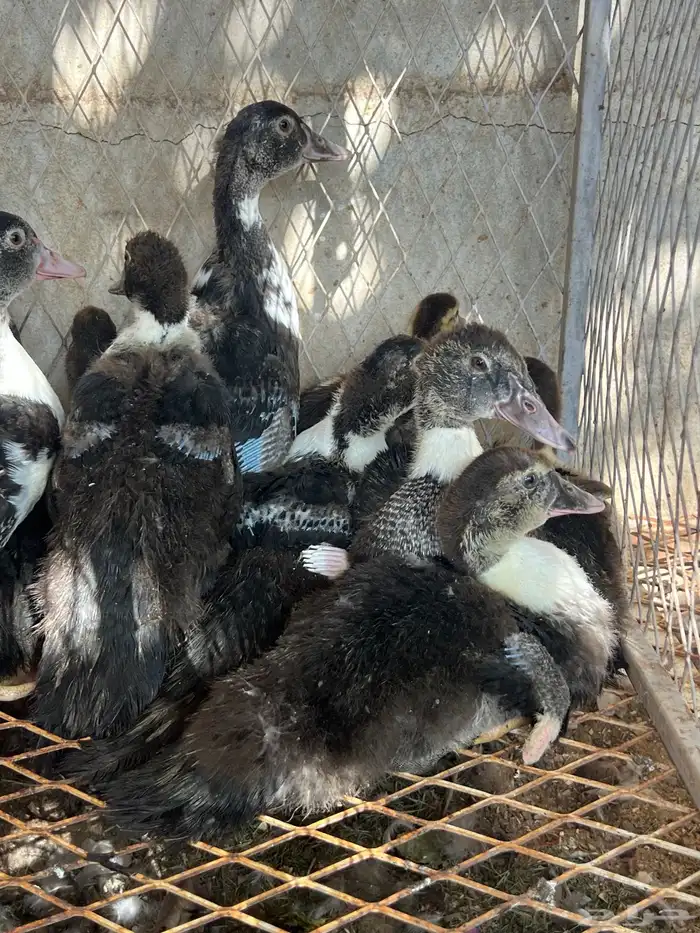 فراخه بط مصري 3