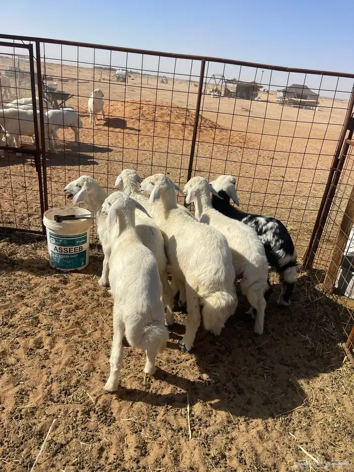 خرفان حريات 1