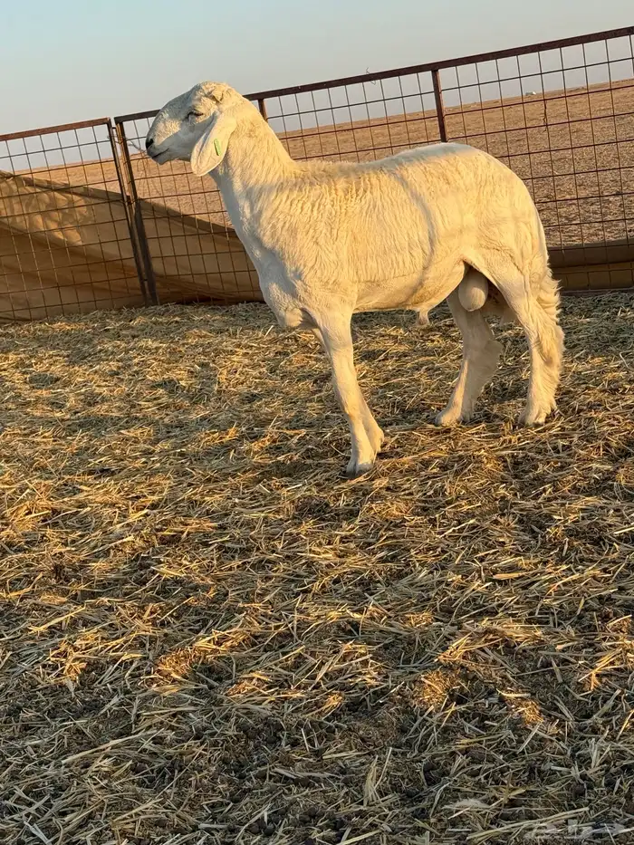 مشروع فحل حري صنف الصنف 2