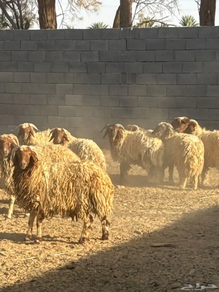 خرفان العمر8 شهور العدد10 طيبات النسبه علئ الشاري 0