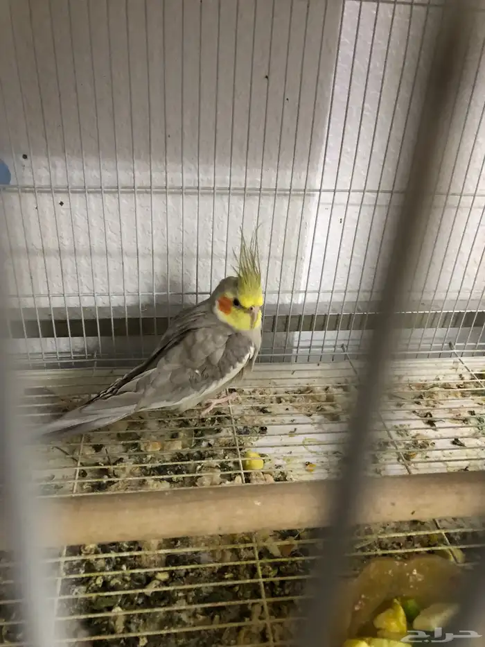 للبيع طير كروان ذكر 4