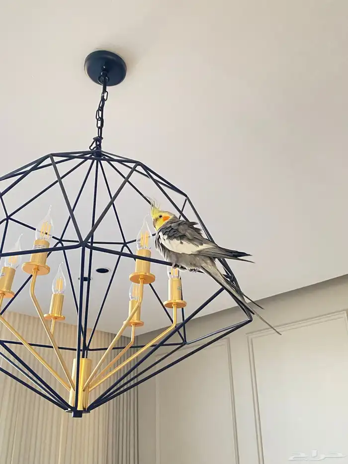 كروان للبيع 2