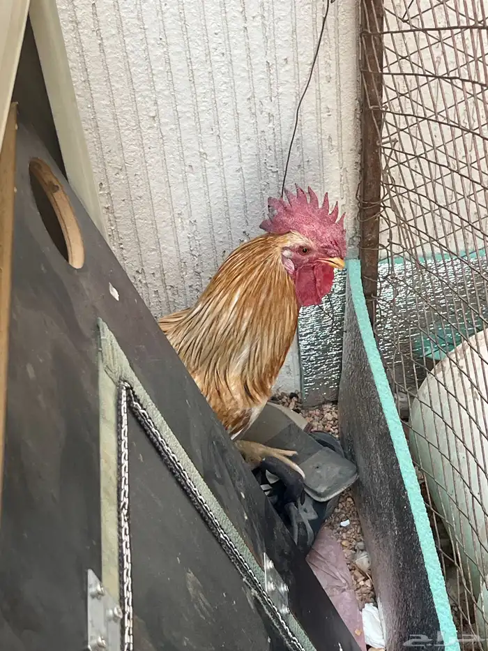 ديك شمسي يضرب مشالله عليه 2