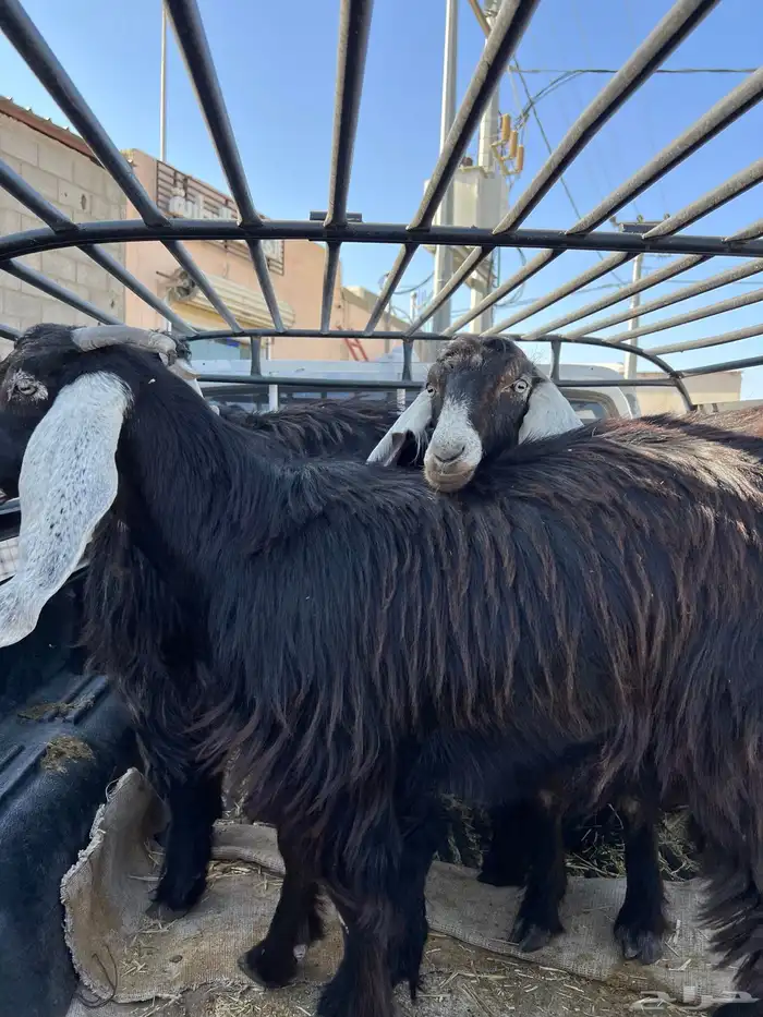 جفرات اعمارها 6 شهور وزياده فل شحم 1