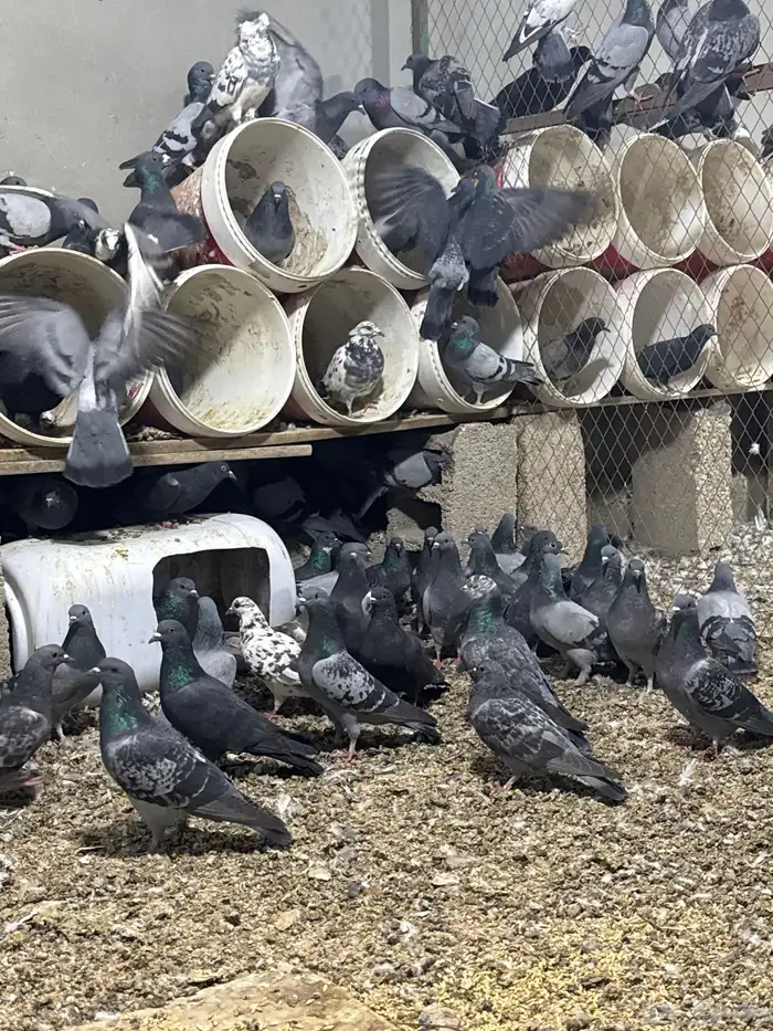 حمام سوادي 1