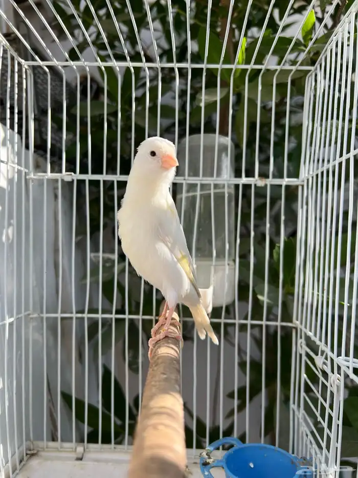 فحل كناري اوربي تغريد شرط(تم البيع) 3