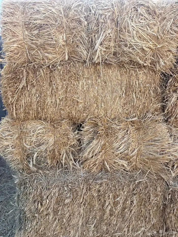 علف شعير بسبله 1