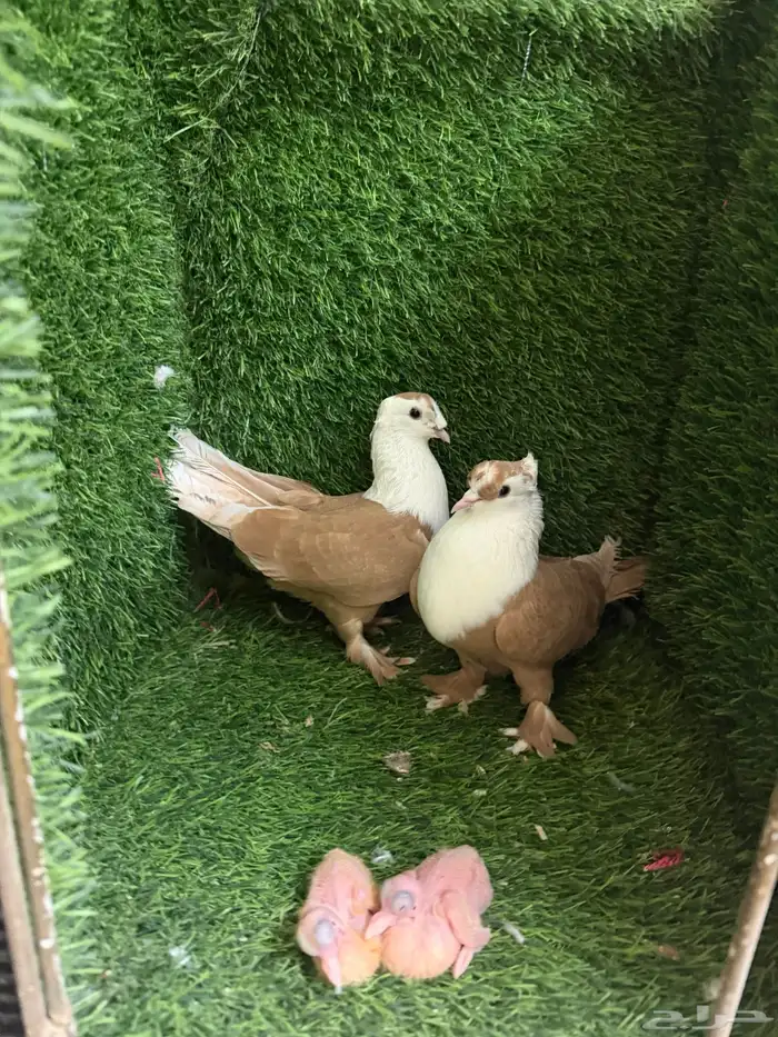 حمام لبناني 3