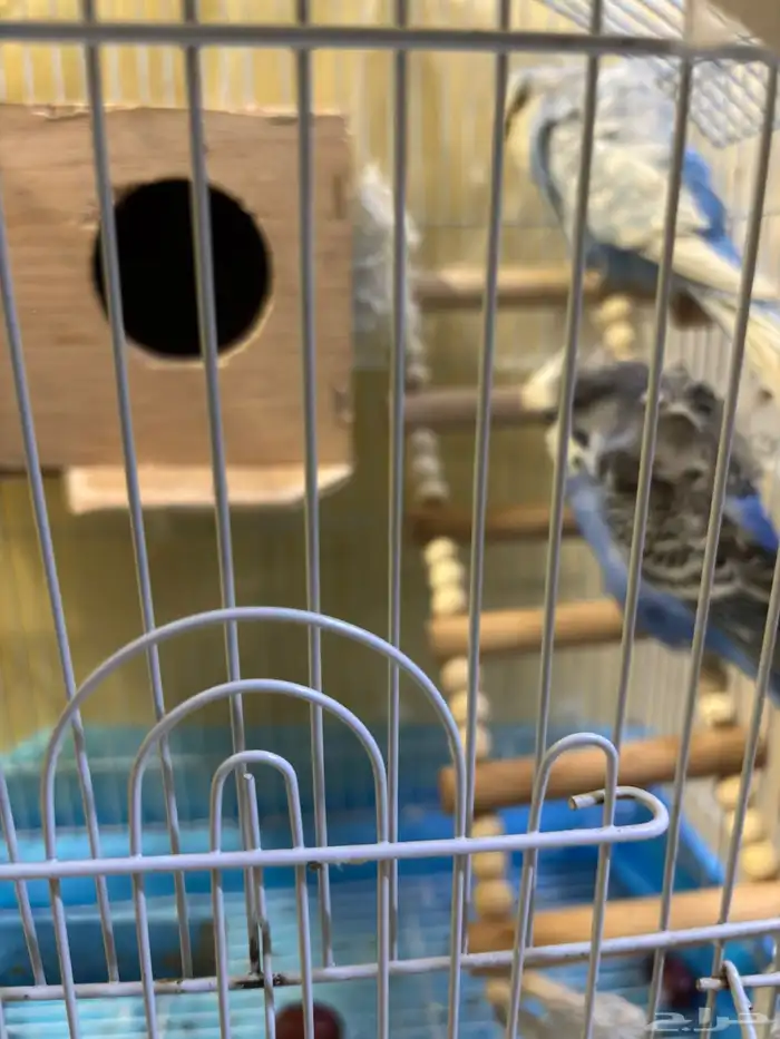 زوج طيور الحب 0