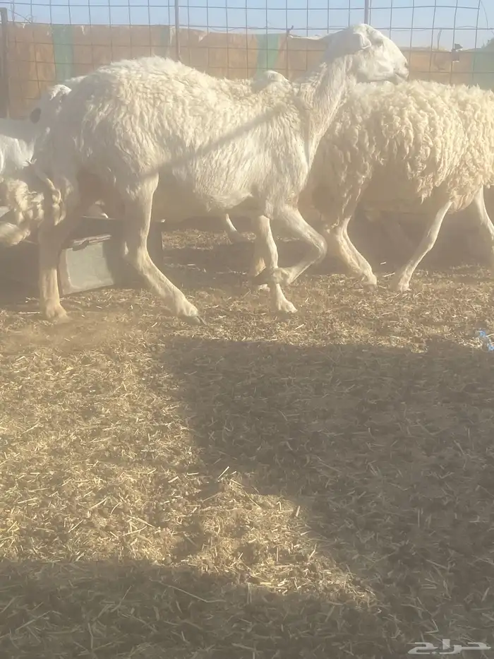 غنم دفيع وشاه والد العدد 10 3