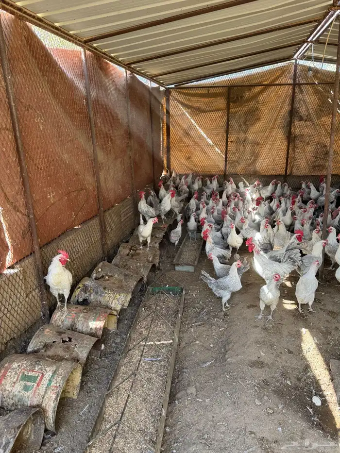 دجاج فيومي ألمنيوم للبيع 1