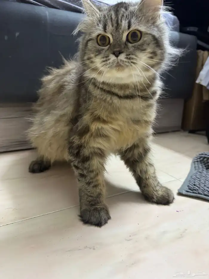 قطة ذكر شيرازي للبيع 3