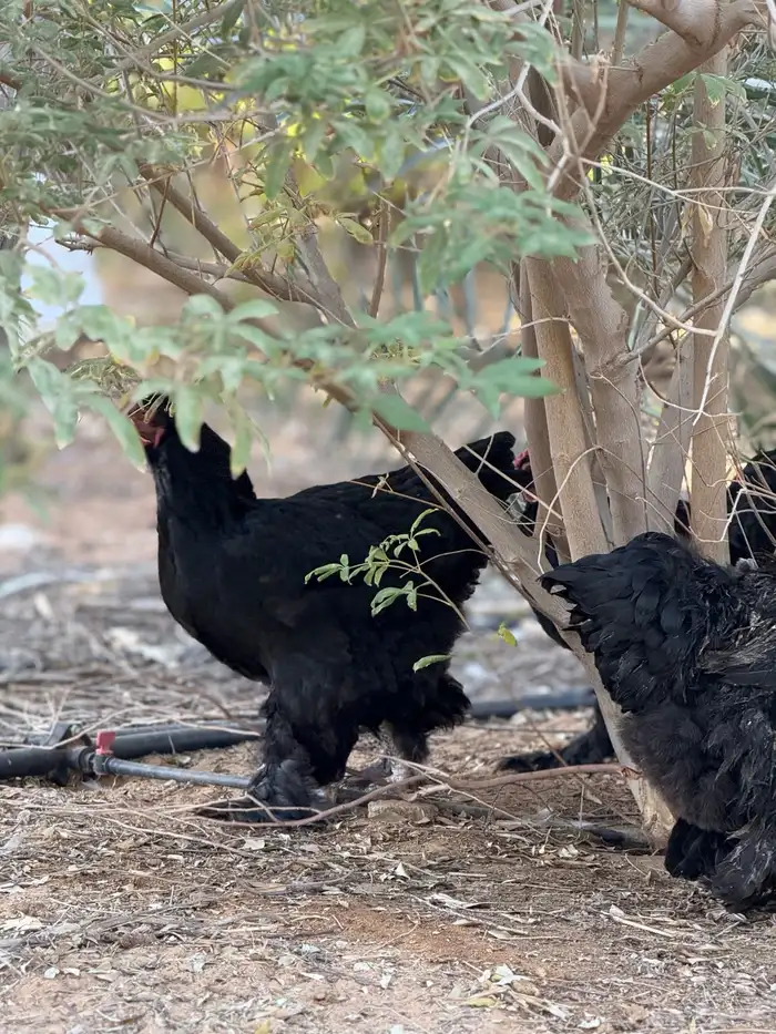 دجاج براهما 0