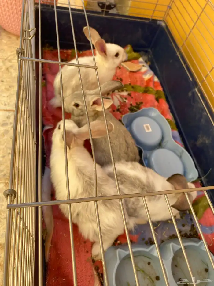 ارانب للبيع 1