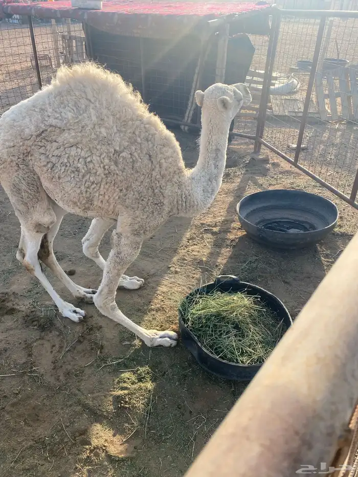 السلام عليكم بكره عمره 6 شهور 1