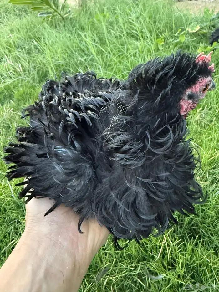 دجاج زينه كوشن مفتل 1