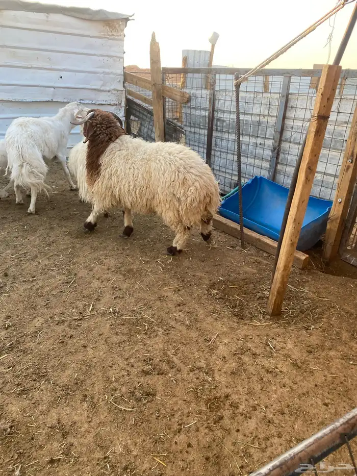 ذبايح طيبه نعيمي وحري 7