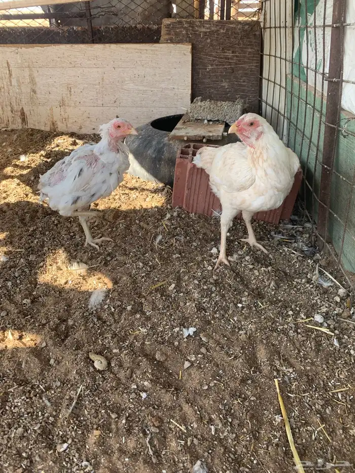 للبيع دجاج باكستاني العدد 27 دجاج مع اديك عددهم 8 37